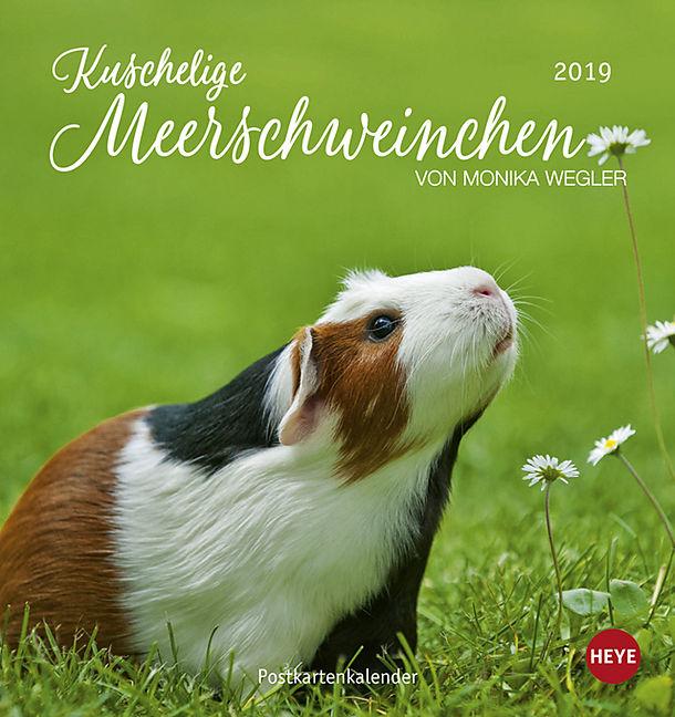 Produktbild Kuschelige Meerschweinchen Postkartenkalender - Kalender 2019 (Deutsch)