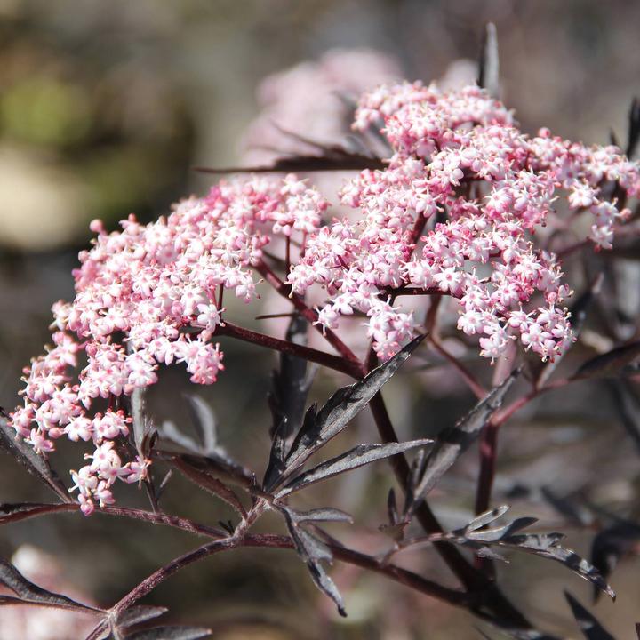 Immagine prodotto Zulauf Schwarzer Holunder / Sambucus nig. 'Black Lace' (70 cm)