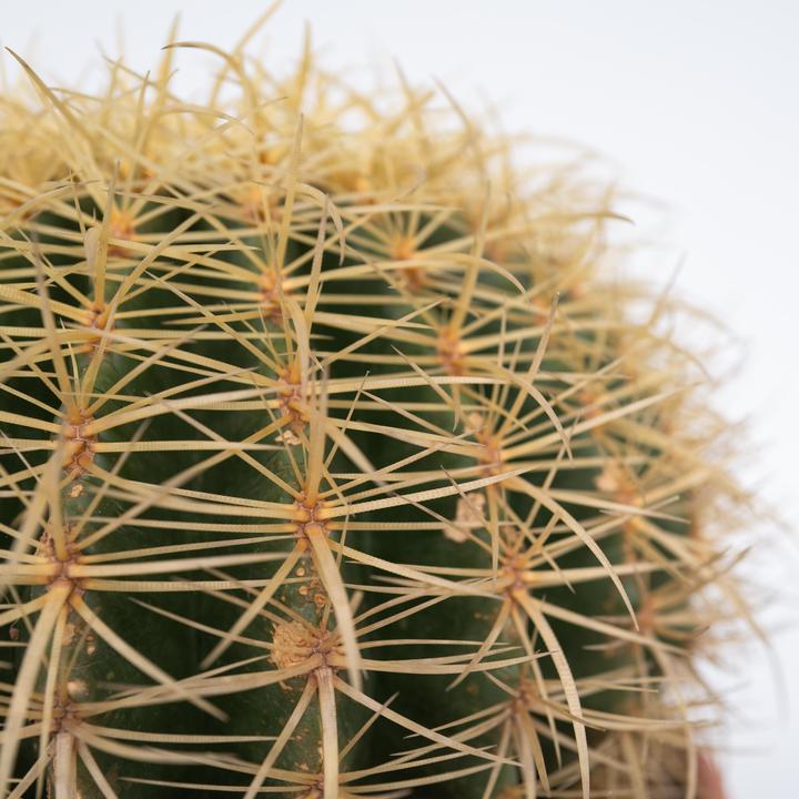 Produktbild Plant in a Box Echinocactus grusonii - Goldkugelkaktus (25 cm)