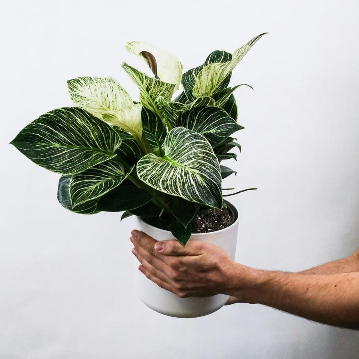 Image du produit Plant in a Box Aphelandra squarrosa Botanica - Set de 2 plantes zébrées (25 cm)