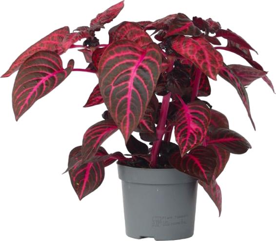Immagine prodotto Plant in a Box Iresine Herbstii - Blutblatt (20 cm)