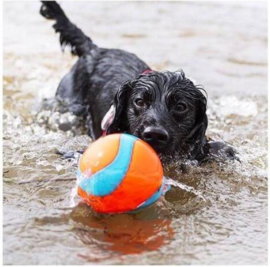 Actual product image Chuckit! ! Amphibious Mega Ball (Dog chew toy)