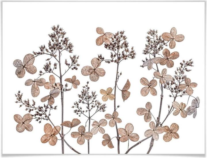 Actual product image Trenddeko Dried flowers (100 x 80 cm)