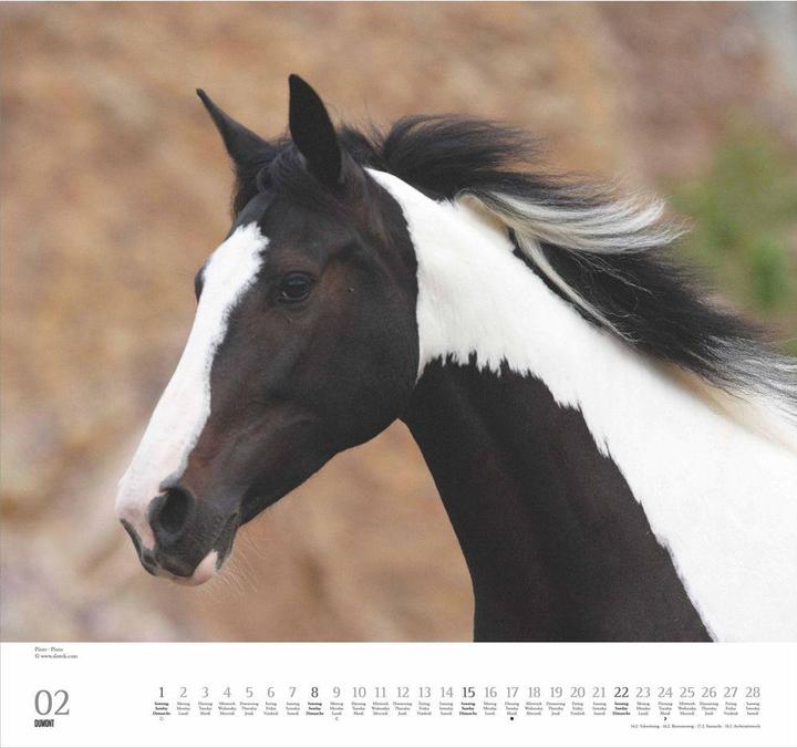 Produktbild Geliebte Pferde 2026 – DUMONT-Wandkalender – Pferdefotografie von Christiane Slawik Format – 38,0 x (Harter Einband, Englisch, Französisch, Deutsch)
