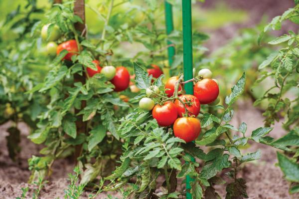 Actual product image MGA Price Zone Steel Plant Stick with Plastic Coated Plant Stick Tomato Stick Creeper 100 x 1.1 (100 cm)