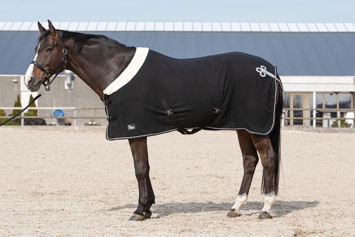 Harry's Horse Champion