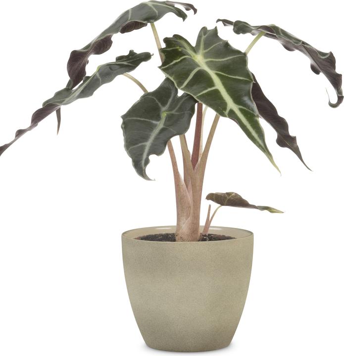 Actual product image Scheurich Stone (19 cm)