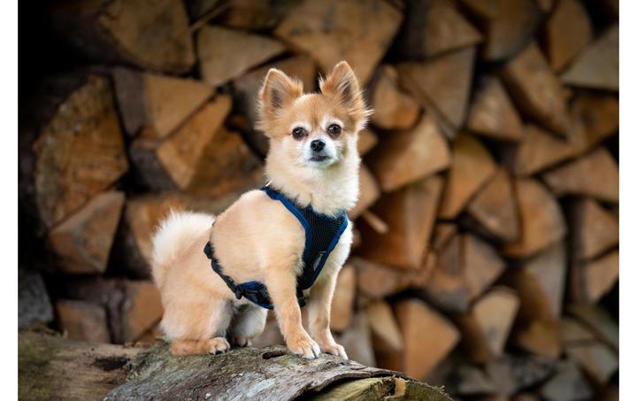 Produktbild Grossenbacher Geschirr Vary XS Orange (XS, Hund, Allgemein)