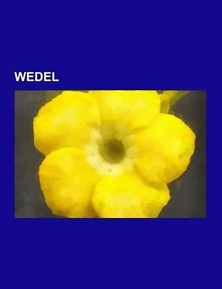Actual product image Wedel (German)