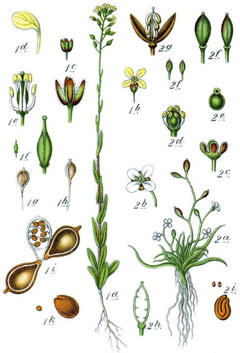 Actual product image Zollinger Bio Gold of pleasure (annual) (Seedlings)