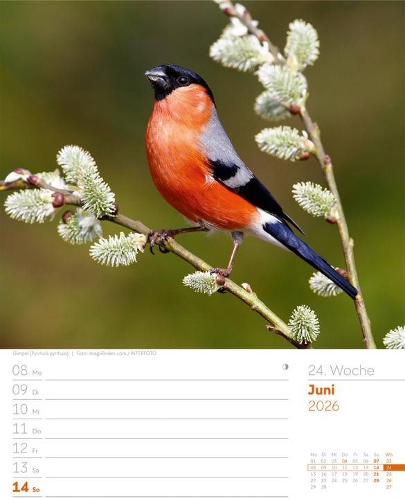 Actual product image Vögel - Tier-Wochenplaner 2026 (25 x 33 cm, German)