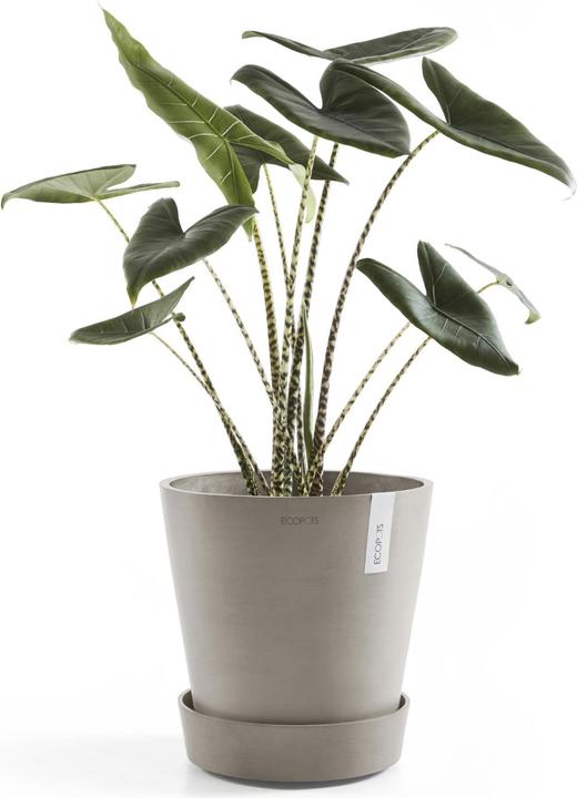 Image du produit Ecopots Soucoupe sur roues