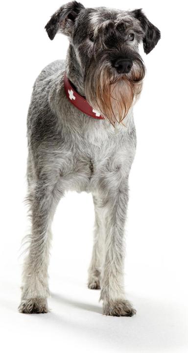 Image du produit Hunter Suisse (Chien, Général)