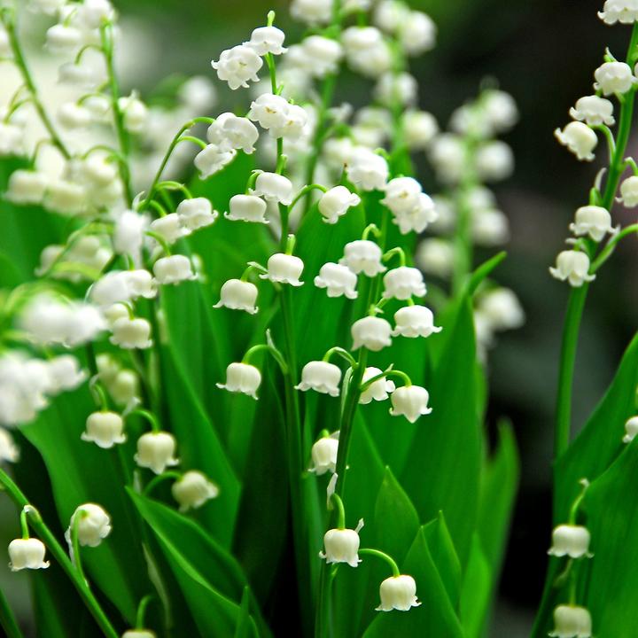 Immagine prodotto Plant in a Box Convallaria Majalis - (10 cm)