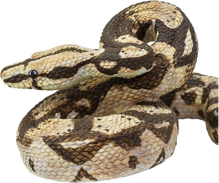 Actual product image Safari Boa Constrictor