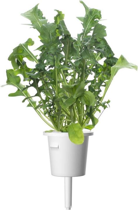 Produktbild Click and Grow Rucola (Gemüsesamen)