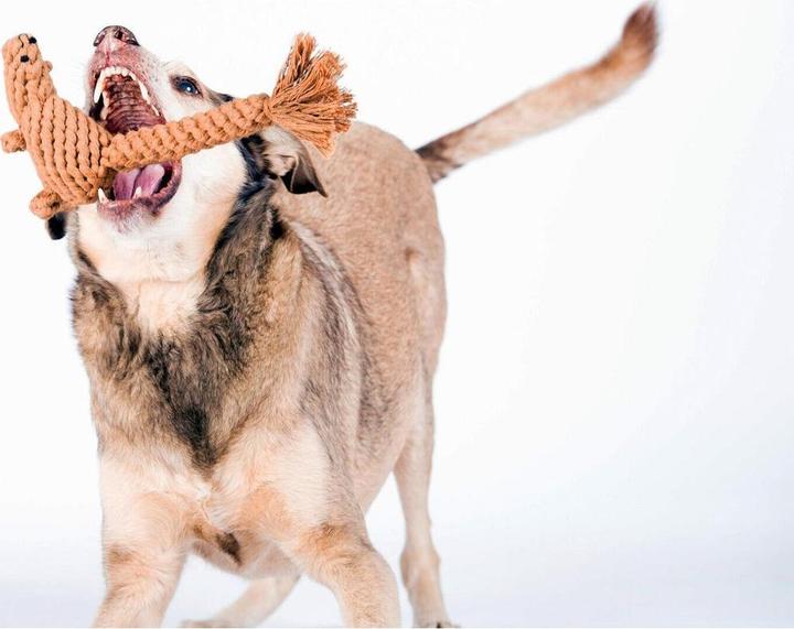 Image du produit Laboni Eddie Eichhorn (Apporter, Jouet à mâcher pour chien, Jouet à lancer chien)