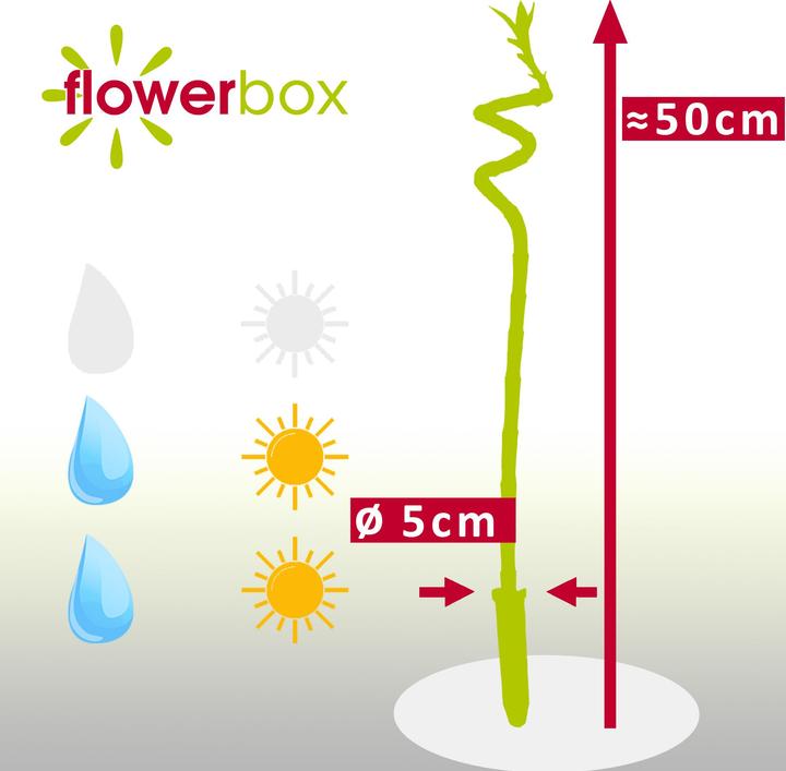 Image du produit Flowerbox Lucky Bamboo - Dracaena Sanderiana (50 cm)