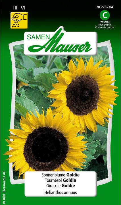 Immagine prodotto Samen Mauser Girasole Goldie (Semi di piante)