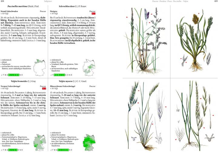 Immagine prodotto Die Flora von Deutschland. Alle heimischen Arten. (Tedesco, Oliver Tackenberg, 2022)