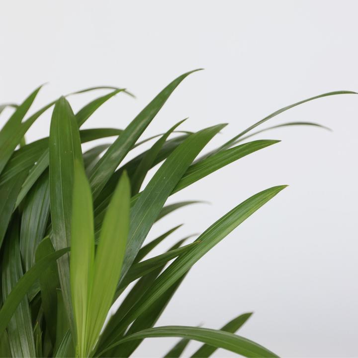 Produktbild Plant in a Box Areca, Asplenium, Clusia, Philodendron, Spathiphyllum - 5er Mischung Lufreinigende pflanzen (25 cm)
