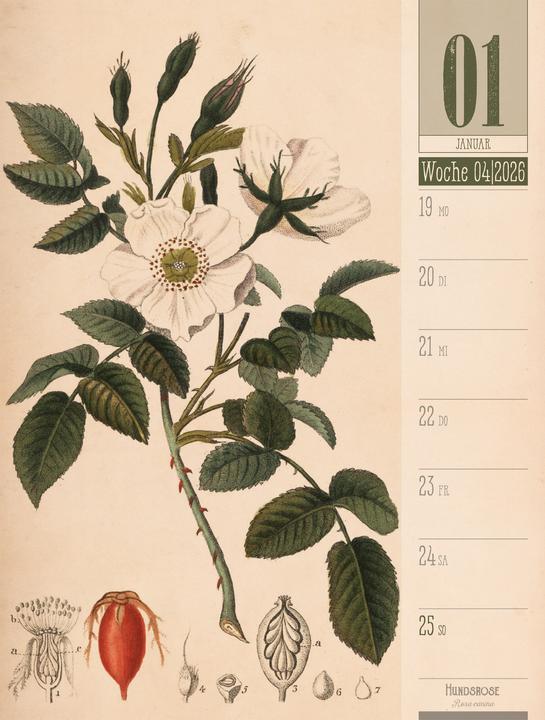 Immagine prodotto Culinarium - Küche, Kräuter, Kurioses - Vintage Wochenplaner Kalender 2026 (25 x 33 cm, Copertina rigida, Tedesco)