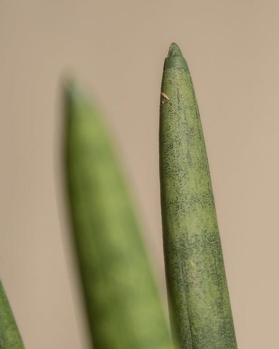 Actual product image feey Straight (45 cm, Freshly repotted)