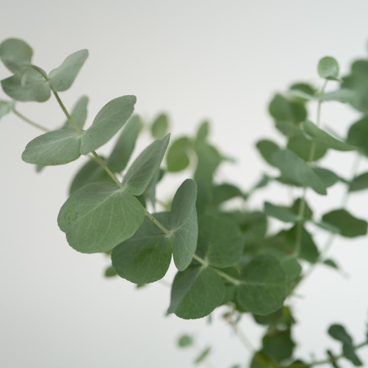 Produktbild Plant in a Box Eucalyptus Pulverulenta - 6er Set Silberblättriger Eukalyptus (25 cm)