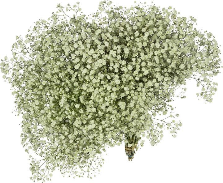 Flowerbox Bunch baby's breath - Gypsophila paniculata Xlence (Cut flowers)