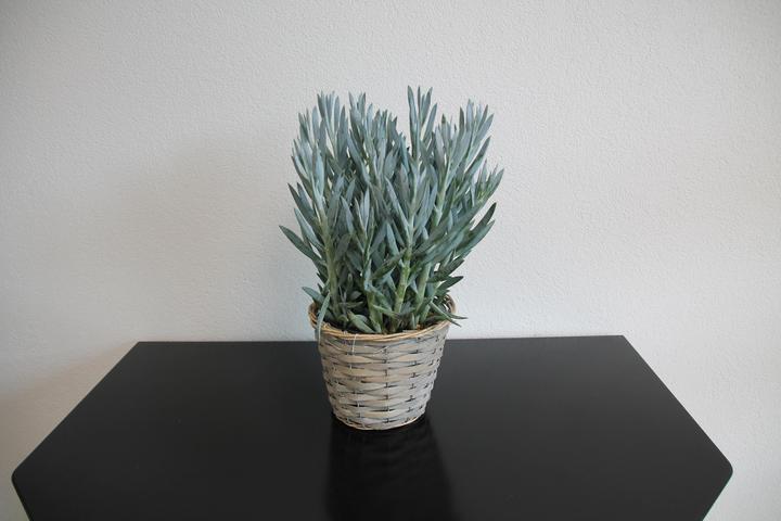 Produktbild Curio ficoides Mount Everest (40 cm)
