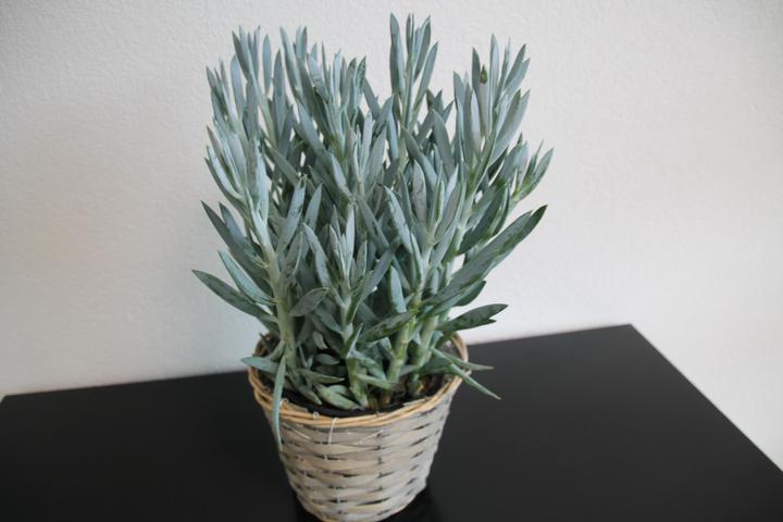 Produktbild Curio ficoides Mount Everest (40 cm)