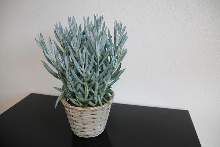 Produktbild Curio ficoides Mount Everest (40 cm)
