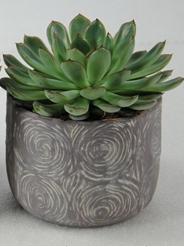 Echeveria im Übertopf
