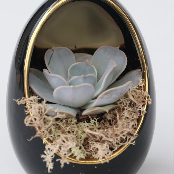 Image du produit Plant in a Box Echeveria lilacina - Set de 2 oeufs décoratifs (12 cm)