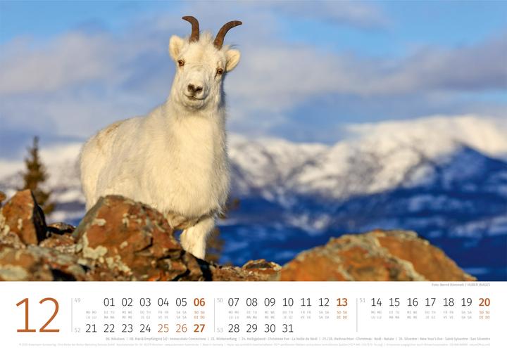 Produktbild Schafe Kalender 2026 (45 x 33 cm, Harter Einband, Deutsch, Französisch, Italienisch, Englisch)