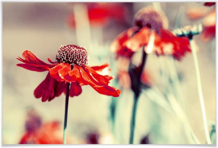 Actual product image Trenddeko Red coneflower (75 x 50 cm)
