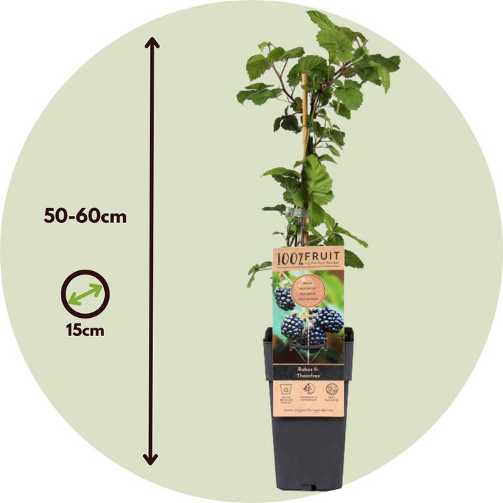 Actual product image Plant in a Box Rubus fruticosus Thornfree - set of 2 blackberry plants (50 cm)