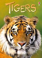 Produktbild Tigers (Englisch)