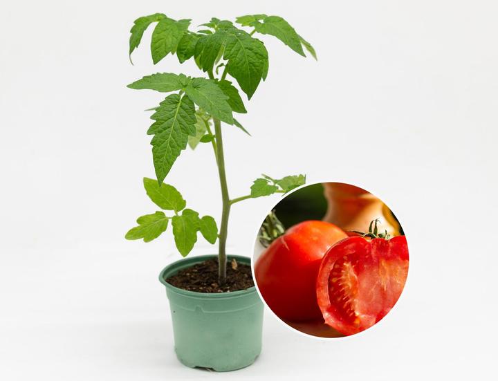 Produktbild Zollinger Bio Setzling, Tomate, Carmelle (180 cm)