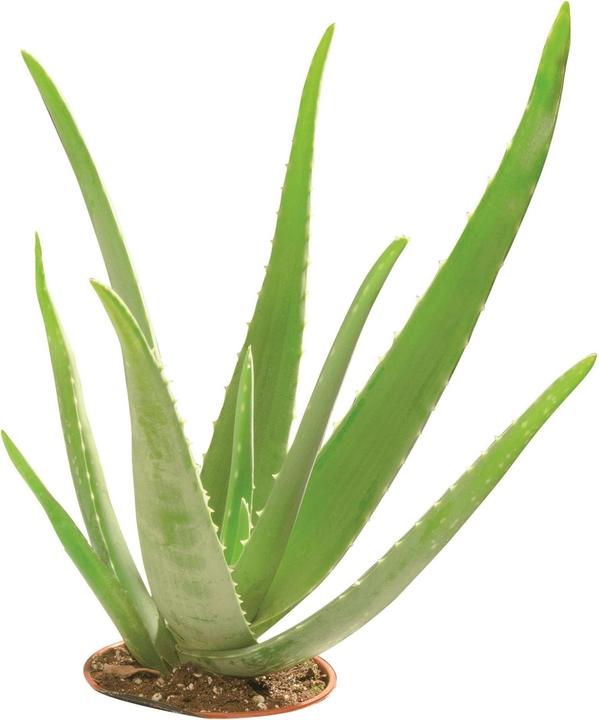 Image du produit Glorex Savon à la glycérine Eco (Savon dur)