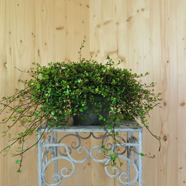 Produktbild Säntispracht 2 er Set, Mühlenbeckie - Muehlenbeckia complexa Aktion (15 cm)