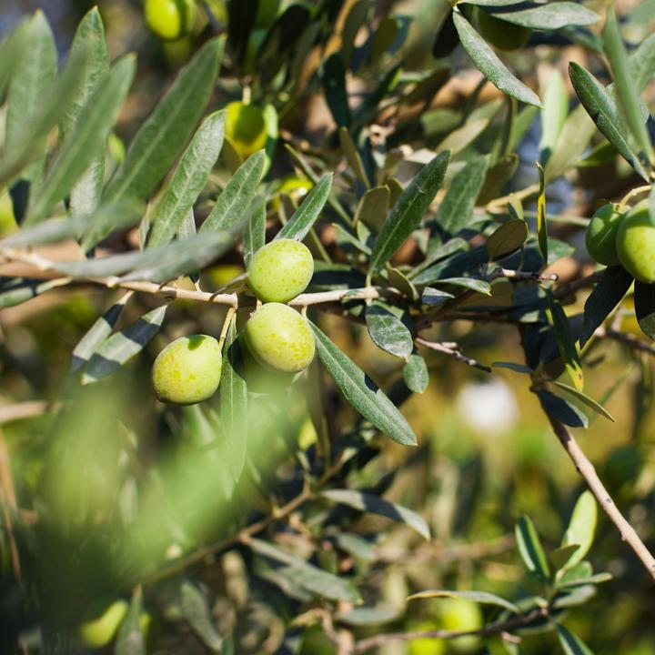 Actual product image Plant in a Box Citrus calamondin, citrus limon, ficus carica, olea - set of 4 Mediterranean fruit trees (25 cm)