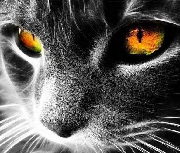 Immagine prodotto Figured'Art Dipingere con i Numeri - Occhi di Gatto