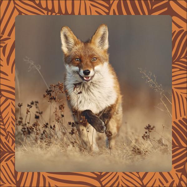 Produktbild Achtung wild - Tiere aus aller Welt 2026 (30 x 30 cm, Harter Einband, Deutsch)
