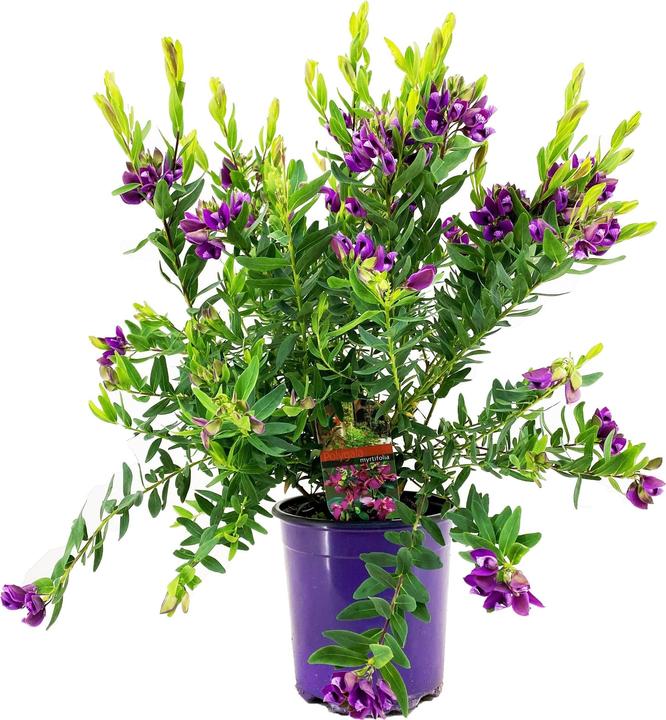 Produktbild Plant in a Box Polygala myrtifolia 'Bibi Pink' - Schmetterlingsblume (35 cm)