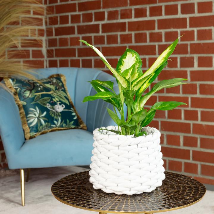 Actual product image Flowerbox Dieffenbachie - Dieffenbachia (35 cm)