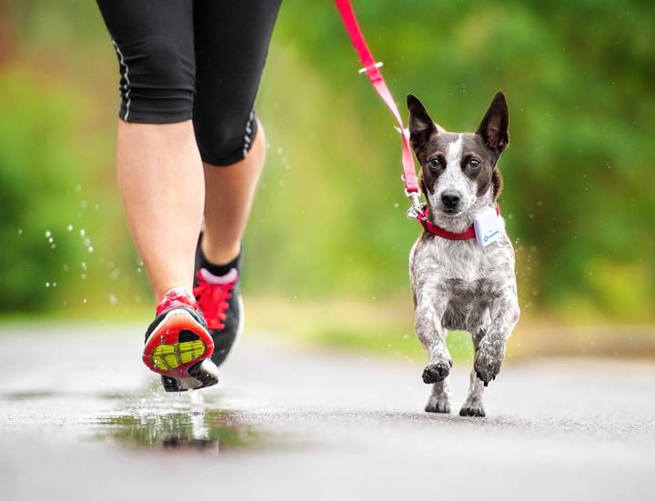 Produktbild Tractive GPS 2 Pet Tracker (Hund, Katze, Spazieren)