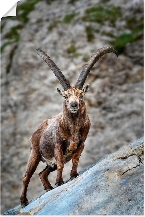 Actual product image Artland Ibex with large horns U3VG (40 x 60 cm)