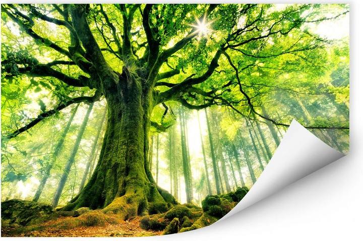 Actual product image Trenddeko Kiciak - Fairy tale forest (60 x 50 cm)