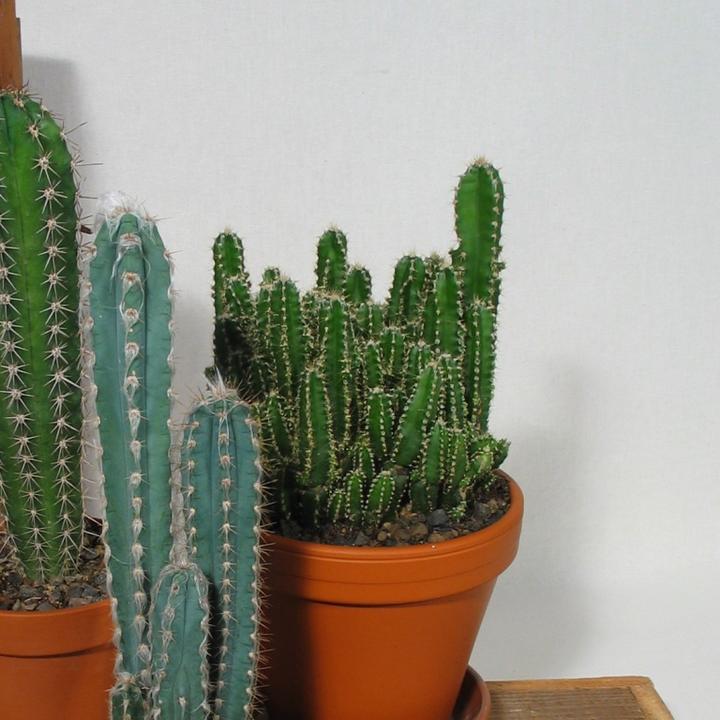 Immagine prodotto Kakteen Gautschi Rocce e pilastri (35 cm)